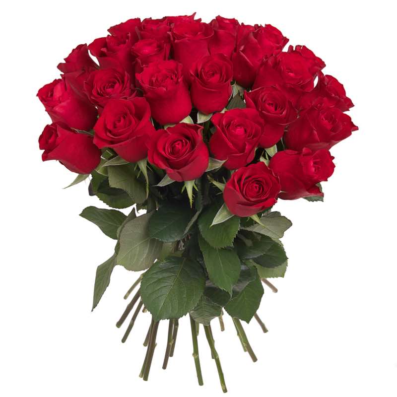 Rose Rosse